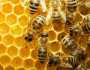 عمان تحتفل بـ'اليوم العالمي للنحل'