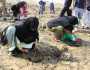 تنفيذ حملة لاستزراع 2000 شجرة قرم في شناص