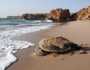 حماية السلاحف البحرية في 'محمية رأس الحد' بين 'السياحة المسؤولة' و'السلوكيات البشرية المدمّرة'