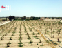 الاطلاع على نسبة التوسع في زراعة النخيل بمحافظة الجوف
