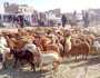 الثروة الحيوانية مهدرة والاستثمار فيها ضرورة ملحة لتخفيف فاتورة الاستيراد