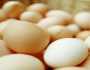 دراسة: تناول البيض قد يحسن صحة الدماغ ويخفض الكوليسترول