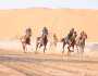 السباق الخامس للخيول العربية الأصيلة ينطلق غدا في الظفرة