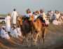 180ناقة تستعرض الرياضات التقليدية ببدية