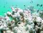 الأمم المتحدة تحذر من تعرض الشعاب المرجانية للدمار