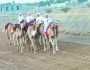 انطلاق مهرجان ركض عرضة الهجن والخيل ببدية