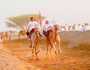 250 ناقة تفتتح موسم سباقات عرضة الهجن ببديه