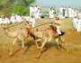 320 ناقة في سباق عرضة الهجن ببدية