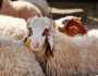 انطلاق الحملة القومية لتحصين الماشية ضد مرض الجلد العقدي بكفر الشيخ