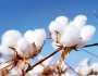 أسعار القطن اليوم الأربعاء 11 ديسمبر 2024