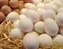 أسعار البيض اليوم الجمعة 31-1-2025 في الأسواق