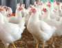 أسعار الفراخ البيضاء في بورصة الدواجن اليوم الخميس 6-2-2025
