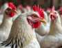بورصة الدواجن اليوم الجمعة 13-12-2024.. تحديث أسعار الفراخ البيضاء