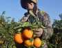 انطلاق موسم تصدير البرتقال.. وتوقعات بموسم مُبشر