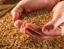 الصناعة تطرح عطاءً لشراء 100 أو 120 ألف طن من القمح