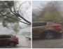 لحظة مروعة لسقوط شجرة على سيارة منطلقة.. فيديو