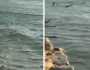 ظهور مريب لسمكة قرش قرب شاطئ في مصر .. فيديو