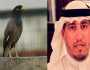 المسند عن سبب مكافحة طائر المينا في المملكة: مؤذي وشرس ويتكلمّ!