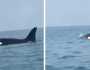 ظهور حوت الاوركا القاتل يسبح في جزر فرسان .. فيديو
