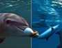 السلطات اليابانية تحذر السياح من عض الدلافين