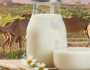 الشهري: حليب الإبل يعزز فاعلية الأنسولين ..فيديو