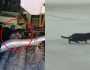 قط يتسبب في إيقاف طائرة لمدة يومين .. فيديو