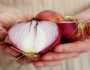 6 فوائد مذهلة للبصل للوقاية من حر الصيف
