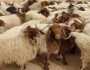 29 مليون رأس من الأغنام في أحدث أرقام الثروة الحيوانية في المملكة