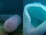 Pyrosome.. كائن بحري مُذهل يحتوي على آلاف الكائنات الحية (فيديو)