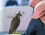 مهرجان الملك عبدالعزيز للصقور.. إرث مستدام وتطوير لهواية أصيلة
