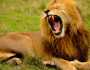 بسبب غريب.. مطالبة هندوسية بنقل أسد من حديقة حيوان هندية