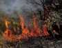 حريق غابة بولاية أم البواقي