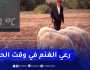 الشلف: بن حليمة.. راعي غنم يقود قطيعه في بيئة قاسية وحرارة شديدة
