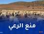 هذا سبب منع الرعي في بشار