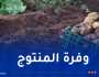 شرفة: دخول كميات معتبرة من البطاطا ما بعد الموسمية الأسواق نهاية نوفمبر