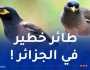 ناقل للأمراض..يتكلم ويفسد المحاصيل: طائر المينا يظهر في الجزائر
