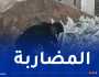 درك معسكر يعثر على كمية كبيرة من الشعير والنخالة مخبأة بمستودع