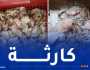 بجاية: حجز أكثر من 6 قناطير من اللحوم والدجاج الفاسد بأقبو