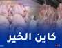 إستيراد 13 ألف طن من اللحوم الحمراء و15 ألف طن دجاج تحسبا لرمضان