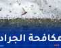 إجراءات إستباقية لمواجهة خطر الجراد