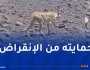 بعد انتشار فيديو للفهد “أماياس” بالأهقار.. وزارة الثقافة تتحرك