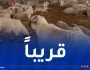 وزير الفلاحة يعلن عن موعد وأماكن بيع الكباش المستوردة للمواطنين