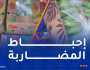 حجز 400 كلغ من “الموز” وتوقيف شخصين بتلمسان