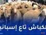 باخرة مُحملة بالأضاحي المستوردة تدخل منطقة خليج الجزائر