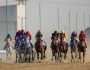 منافسات قوية في بطولة الخيل العربي الأصيل بمهرجان الظفرة