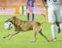 كلب يسرق الكرة ويهرب بها خلال مباراة في الدوري المكسيكي / فيديو