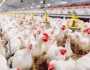 وزارة الفلاحة .. بلاغ هام لمربي الدواجن 