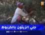 غليزان / “الكربوط” وسيلة تقليدية لتسهيل عملية جني الزيتون