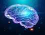 منوعات التغير المناخي يؤدي إلى تقلص الدماغ البشري