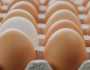 اقتصاد وبورصة تراجع أسعار كرتونة البيض بين 8 إلى 12 جنيها لتسجل 105 جنيهات